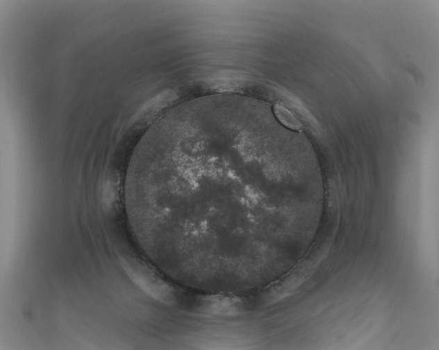 X0000110960073200906261350