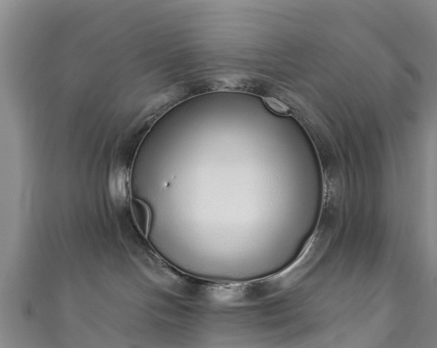 X0000110960094200906261350