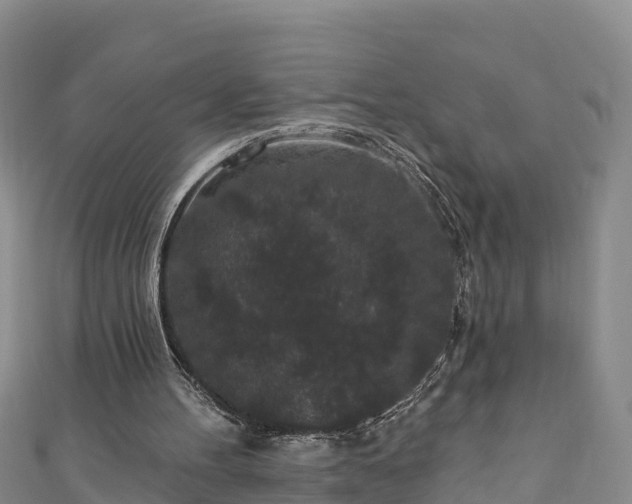 X0000110960100200906261350