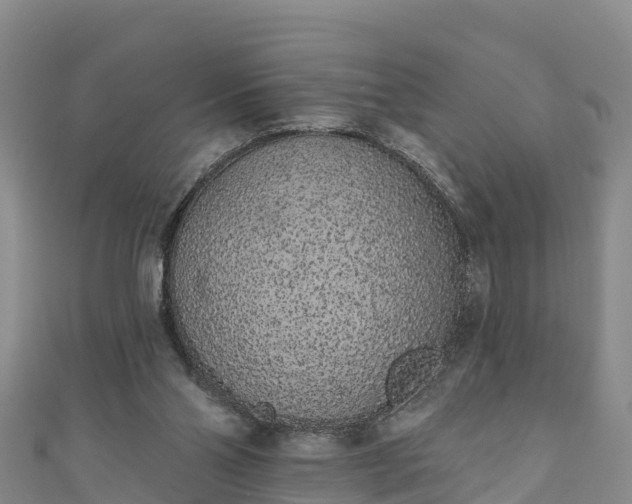 X0000110960110200906261350