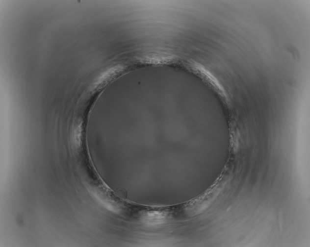 X0000110960163200906261349