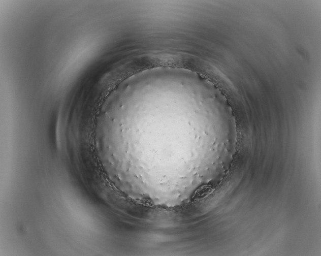 X0000110960189200906261349