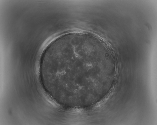 X0000110960247200906261347