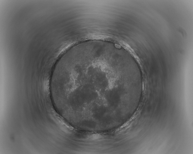 X0000110960249200906261347