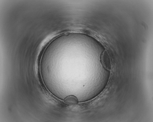 X0000110960294200906261347