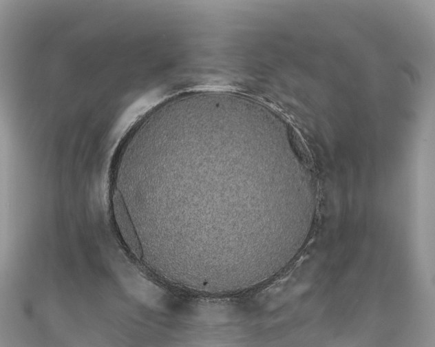 X0000110960296200906261347