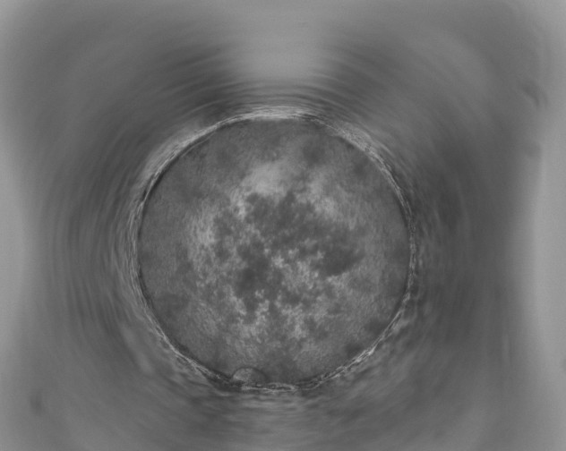 X0000110960337200906261346