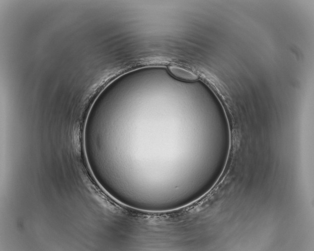 X0000110960345200906261346