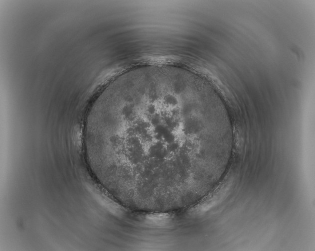 X0000110960357200906261346