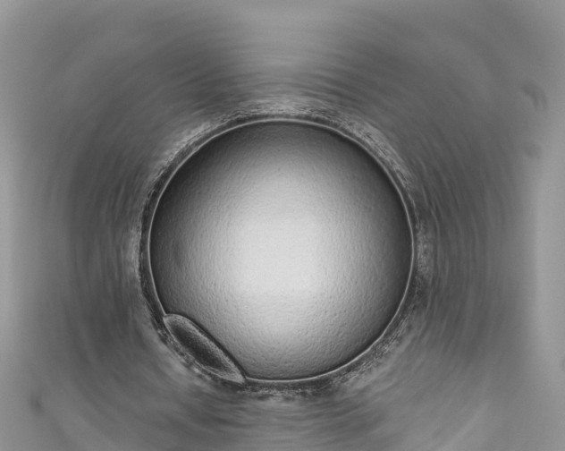 X0000110960434200906261345