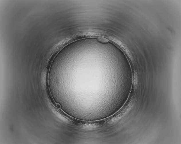 X0000110960445200906261345