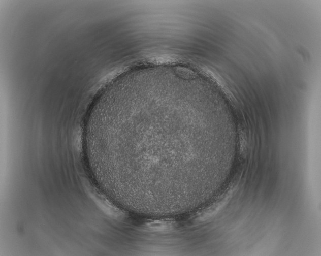 X0000110960447200906261345