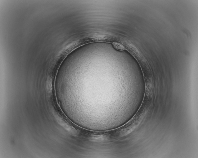 X0000110960454200906261345