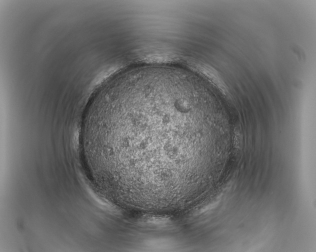 X0000110960491200906261344