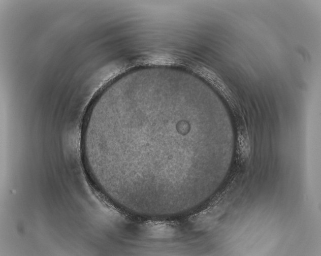 X0000110960534200906261343