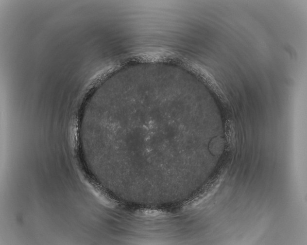 X0000110960590200906261343