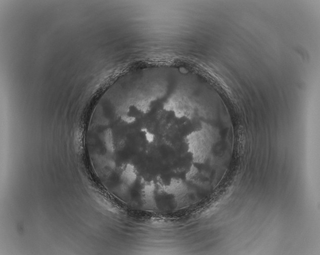 X0000110960641200906261342