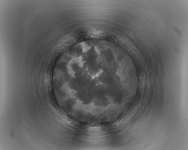 X0000110960653200906261342