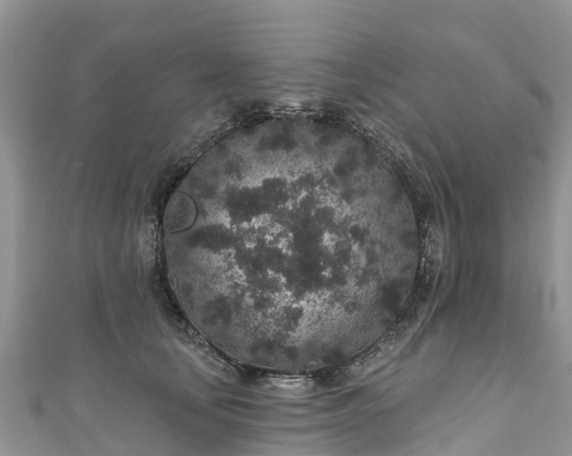 X0000110960659200906261342