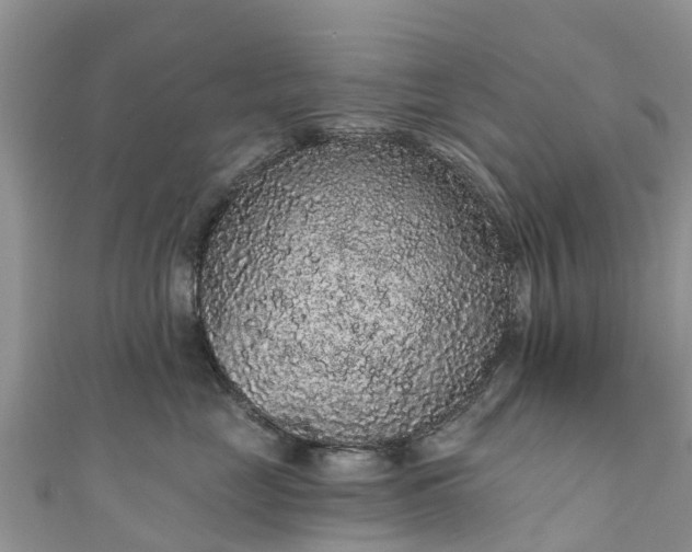 X0000110960669200906261343