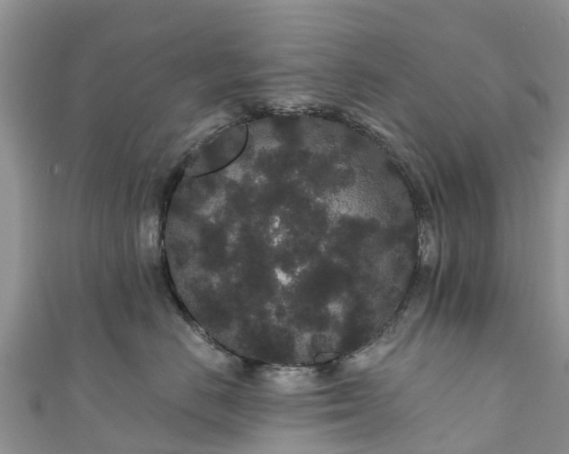 X0000110960670200906261343