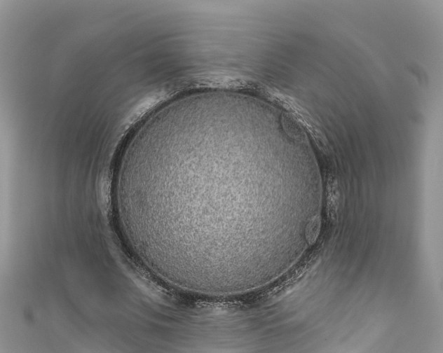 X0000110960679200906261342