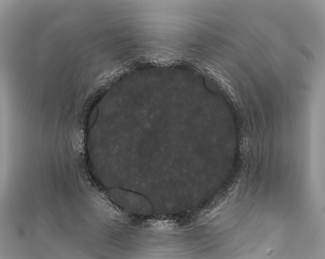 X0000110960689200906261342