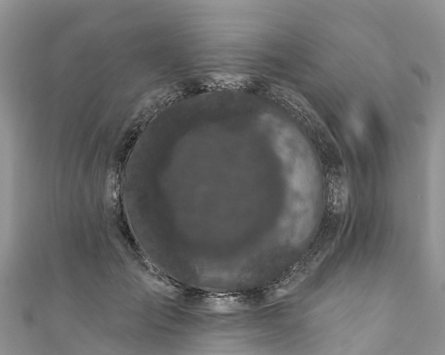 X0000110960701200906261342