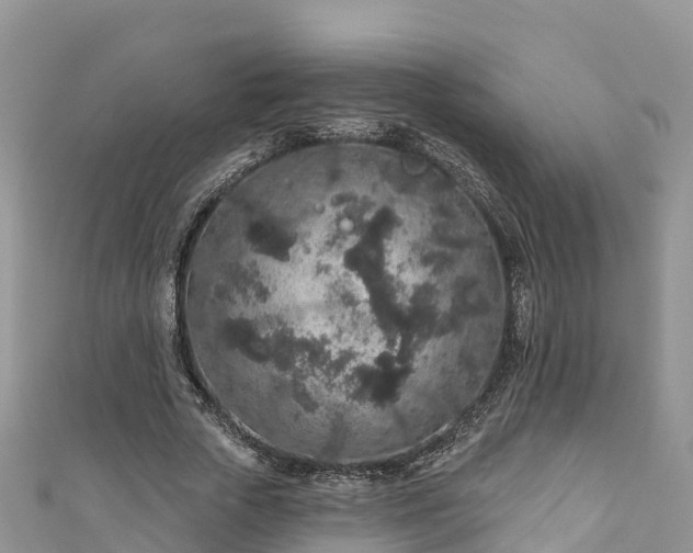 X0000110960729200906261341