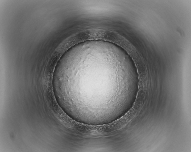 X0000110960737200906261341