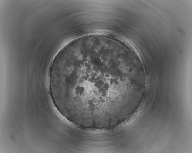 X0000110960851200906261340