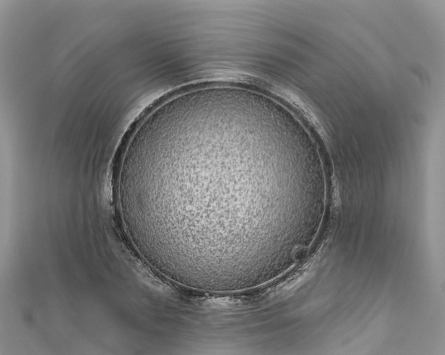 X0000110960883200906261339