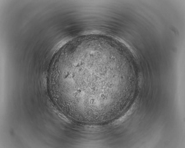 X0000110960921200906261338