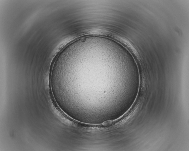 X0000110960938200906261339