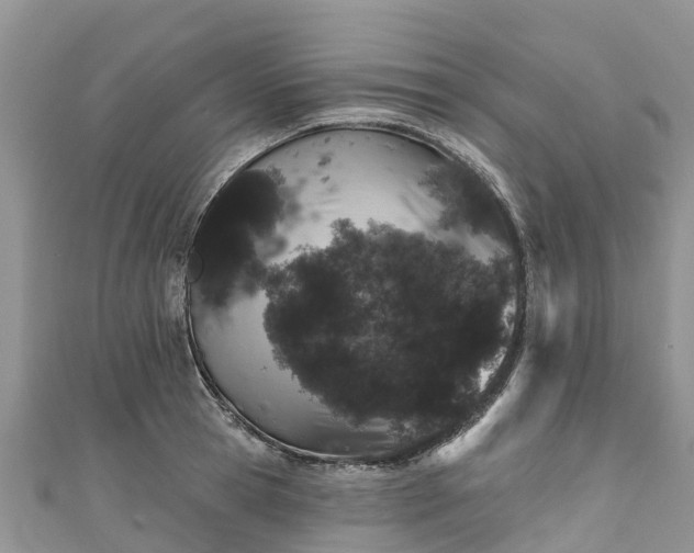 X0000110960945200906261339