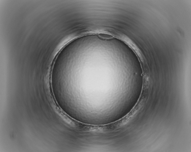 X0000110961002200906261338