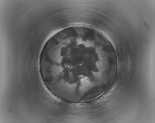 X0000110961045200906261337