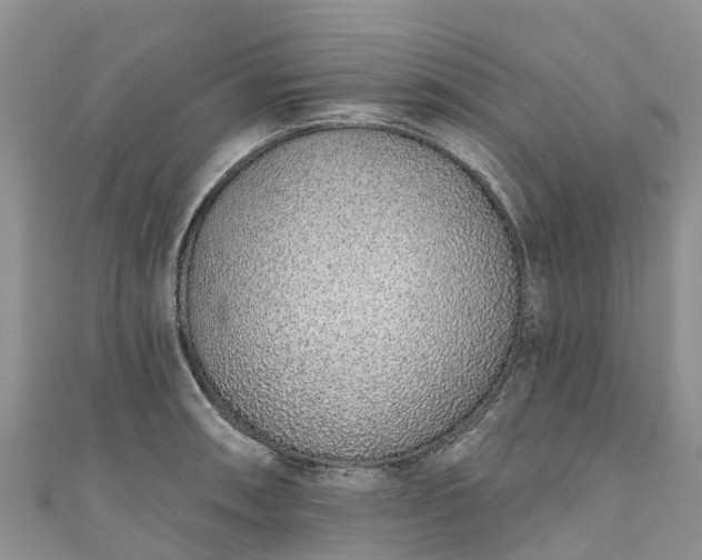 X0000110961090200906261336