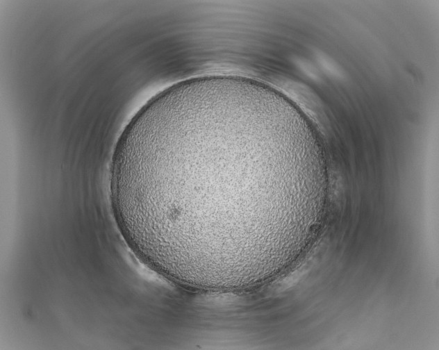 X0000110961094200906261336