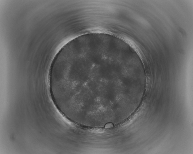 X0000110961141200906261336