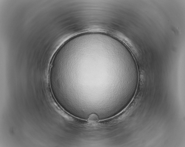 X0000110961236200906261335