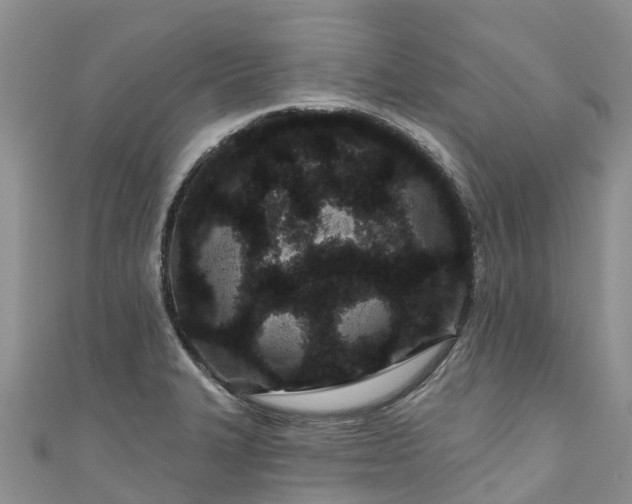 X0000110961327200906261333