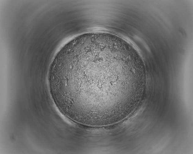 X0000110961429200906261332