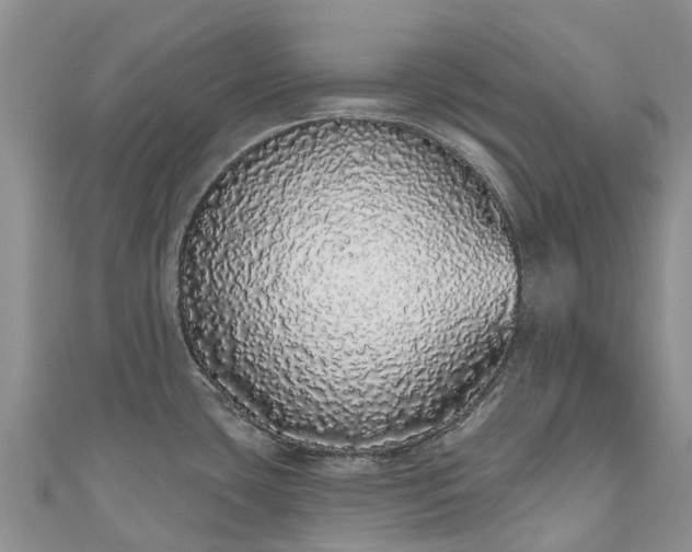 X0000110961435200906261332