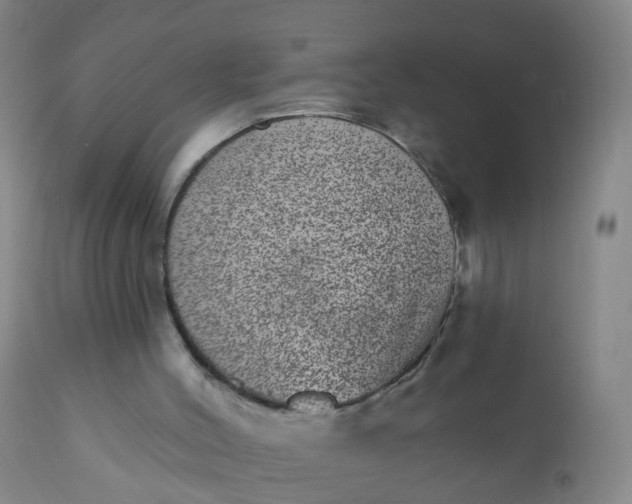 X0000110960004200907022232