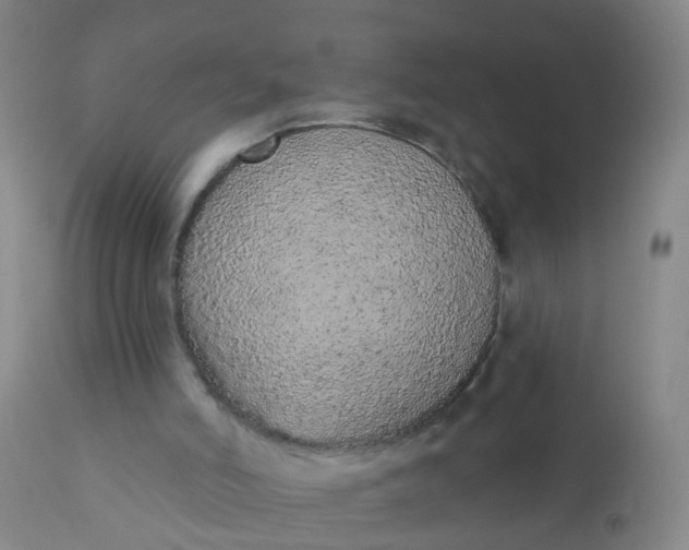 X0000110960006200907022232