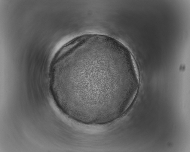 X0000110960008200907022232