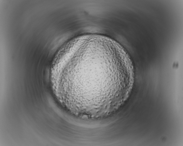 X0000110960014200907022232