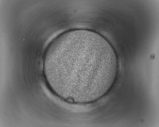 X0000110960016200907022232