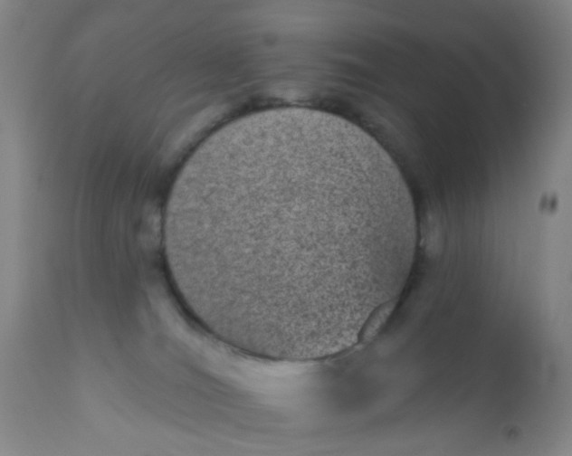 X0000110960036200907022231